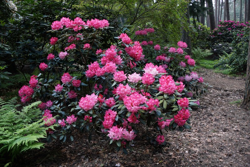 Rhododendron im Bruns Rhodopark