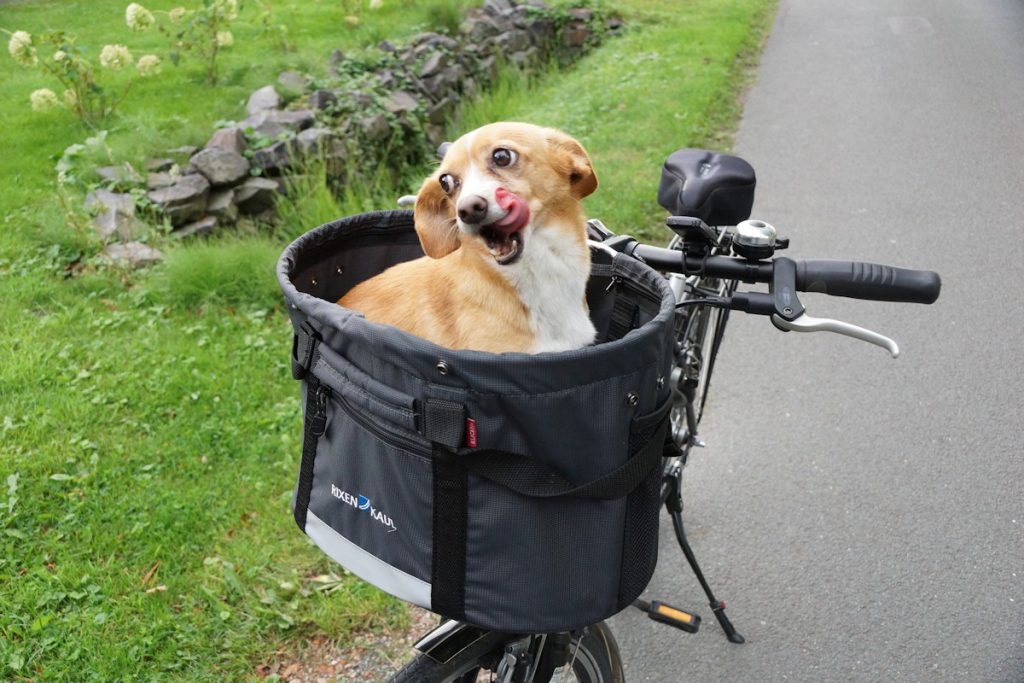 Fahrradkorb Hunde im - So haben alle Spaß